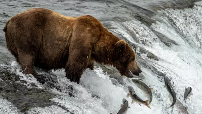 The waterfall at the Brooks River's halfway point makes it a perfect location for bears to fish.