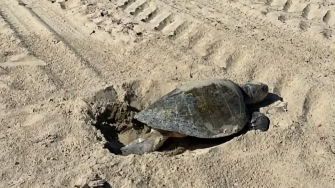 An olive ridley sea turtle burrows a hole for her eggs near Seal Beach in California.
