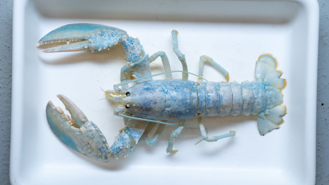 Casper the white lobster.