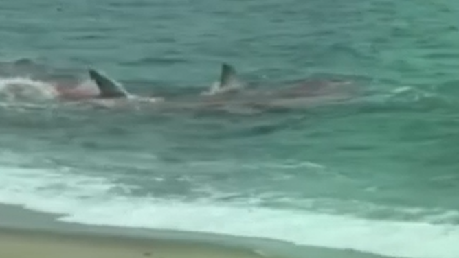 Shark feeds on a seal in Massachusetts.