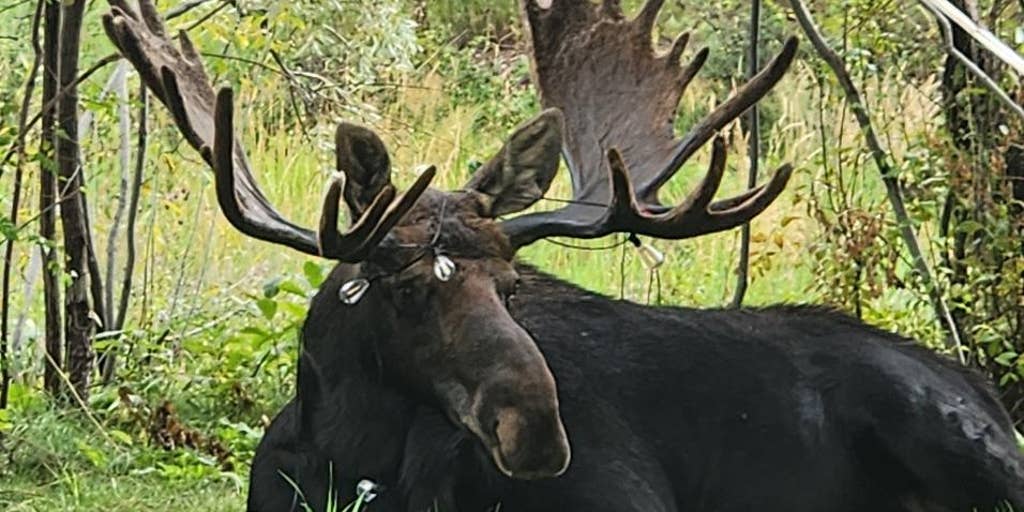 Halloween hazard: Wildlife officials warn spooky season decorations pose a hidden danger