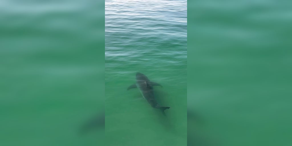 See it: Monster great white shark splashes California surfers as it lurks just feet away