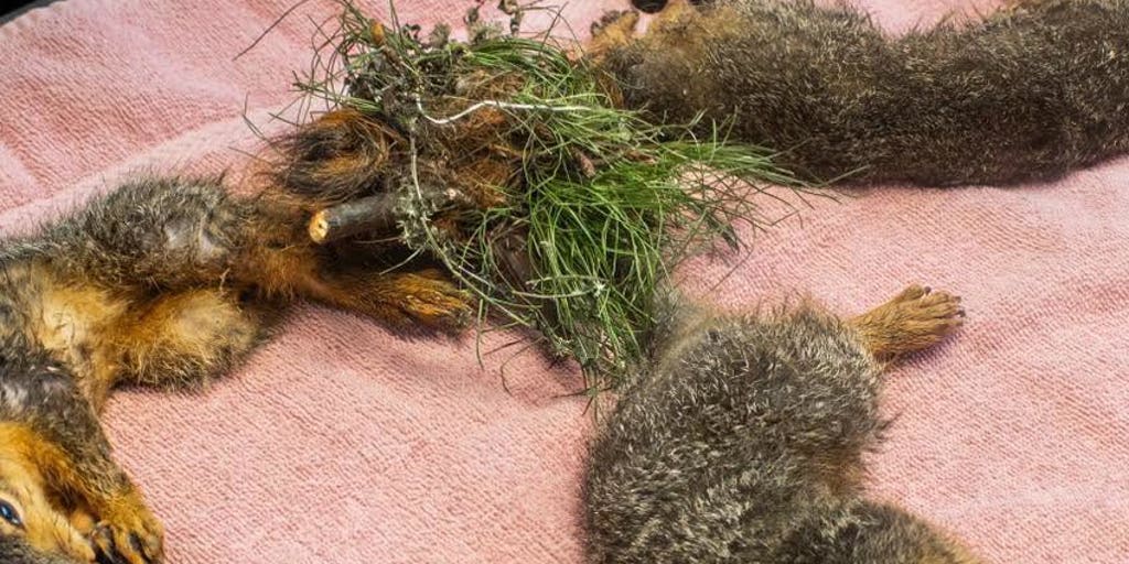 Indiana wildlife rescue performs life-saving surgery on trio of baby squirrels with tails tangled together