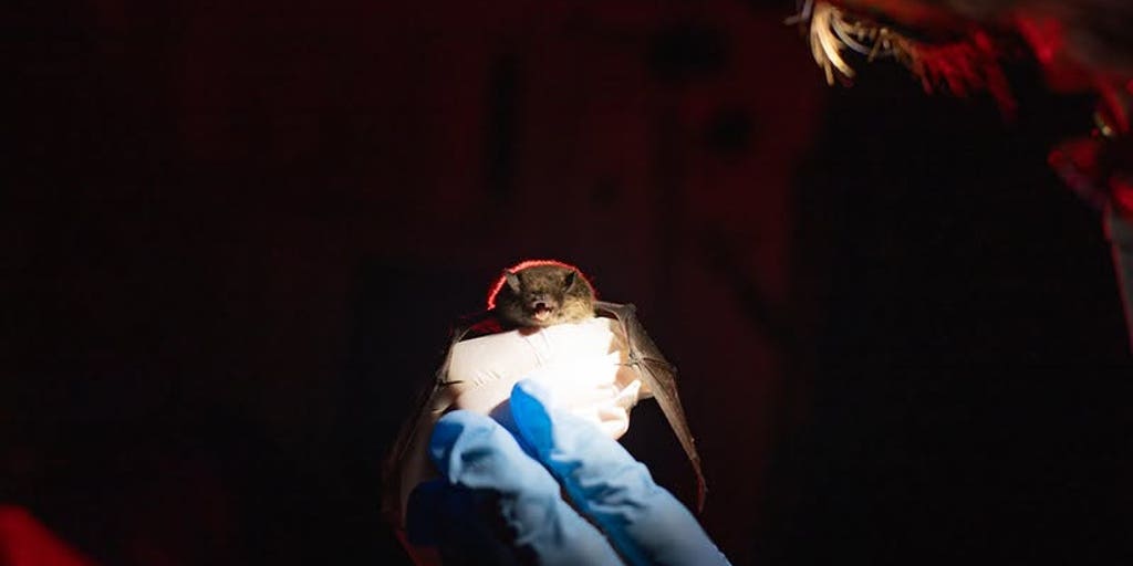 Glacier National Park reports first case ever of deadly bat fungal disease