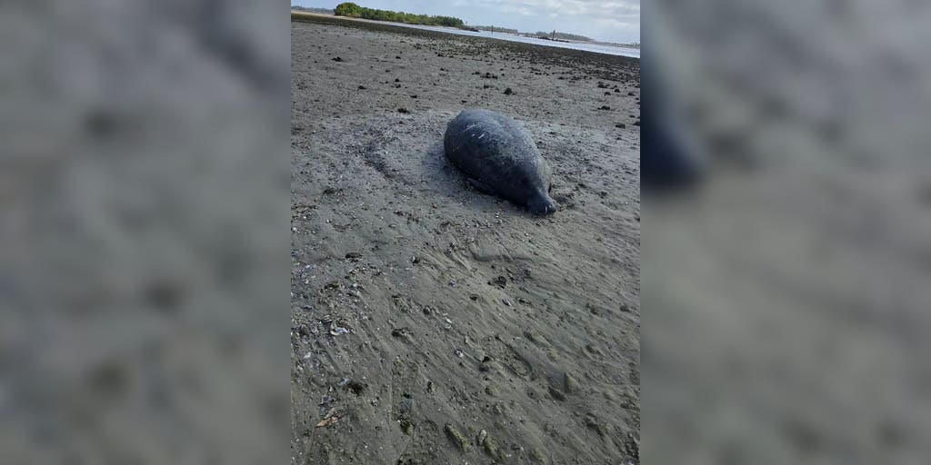 Florida manatee left stranded as extreme low tide reveals hidden danger of king tides