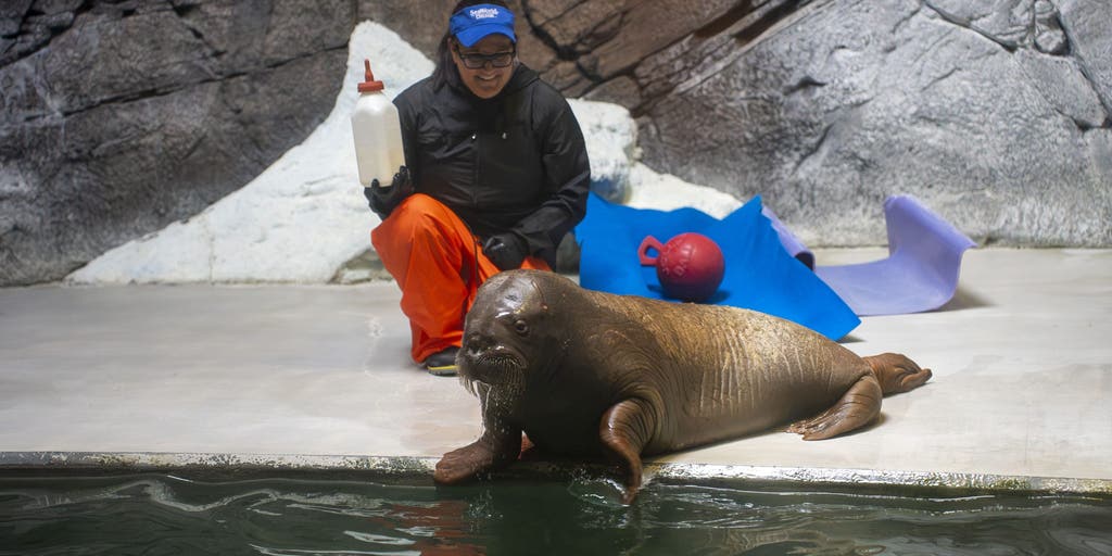 Watch: Orphaned baby walrus rescued in Alaska finds new home over 4,000 miles away in Florida