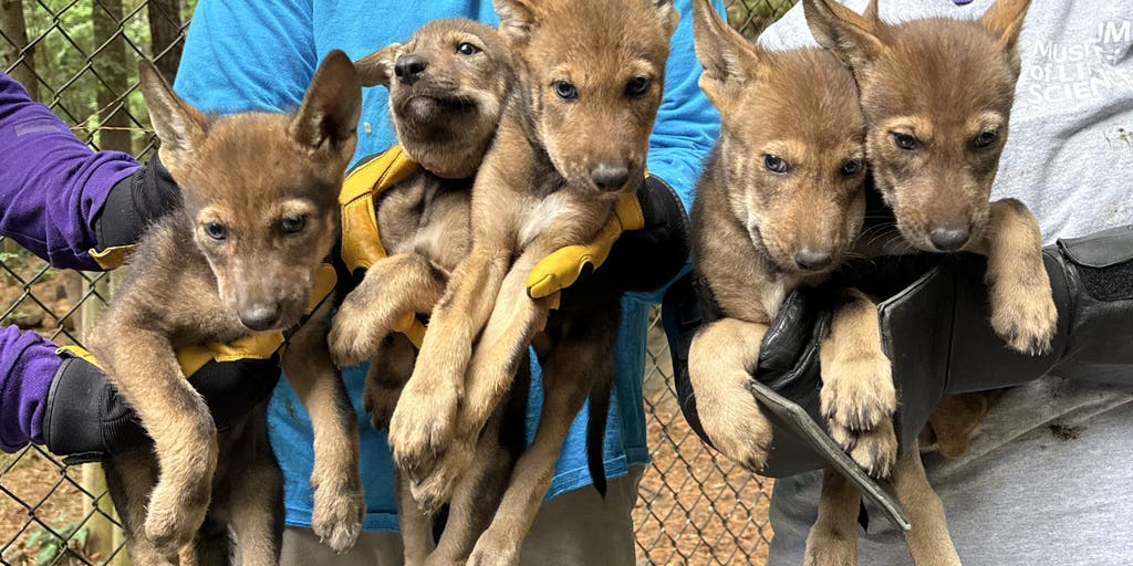 Critically endangered red wolves make interstate journey in race to save species