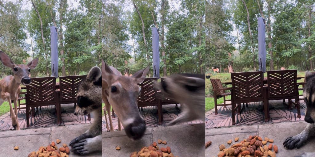 Must Watch: Curious deer learns not to mess with a ‘hangry’ raccoon and its snacks