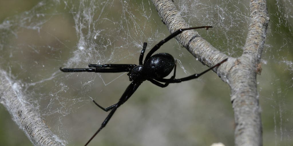 Venomous spiders have a surprising survival secret that has scientists taking notice
