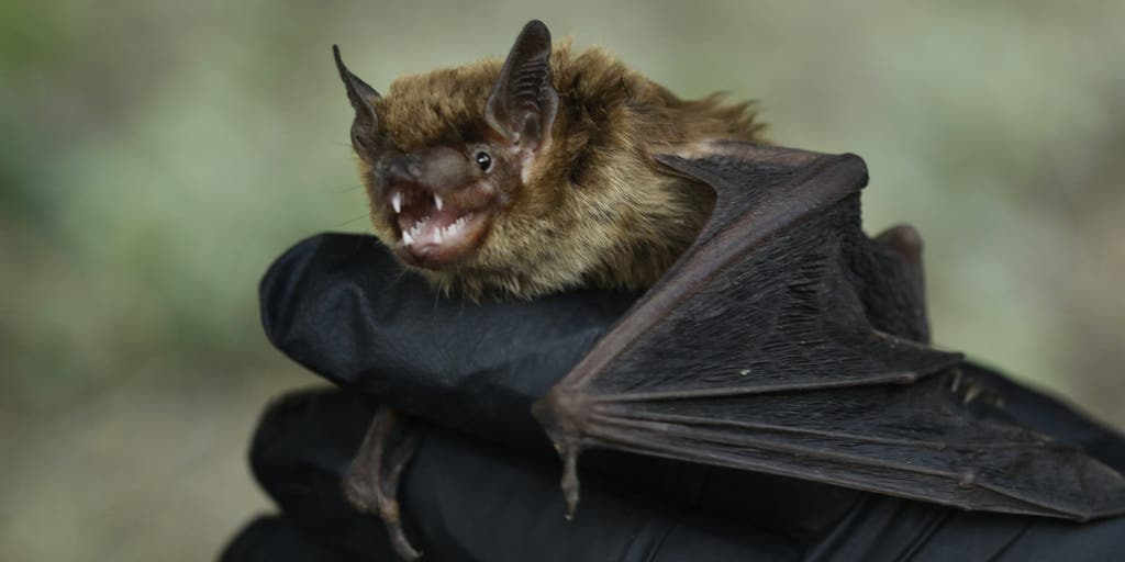 Rabies concerns grow after record number of infected bats found in Los Angeles - FOX Weather