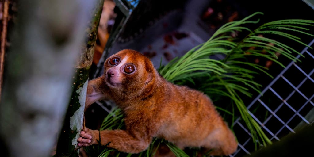 Venomous animal with an adorable appearance makes remarkable comeback after nearly 90 years