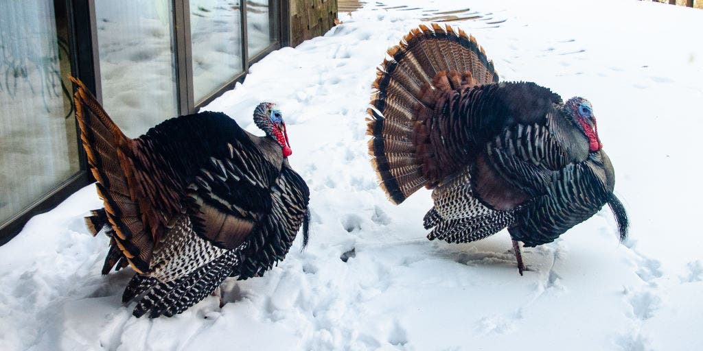 This was the last nationwide White Thanksgiving. How Super El Niño and the polar vortex could shape 2026