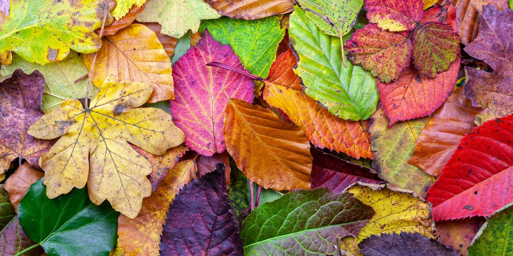 Why do leaves change color in the fall? The science behind nature’s colorful transformation