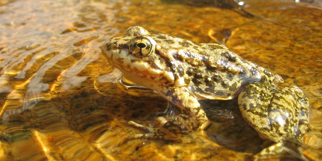 Over 1,000 endangered frogs have been released into California wilderness to help boost self-sustaining life