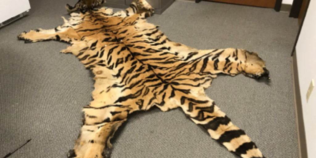 Lion teeth, bear gallbladders and cougar bones: California couple sentenced in wild trafficking case