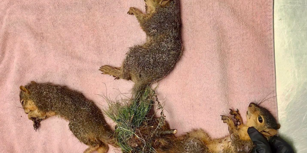 Indiana wildlife rescue performs life-saving surgery on trio of baby squirrels with tails tangled together