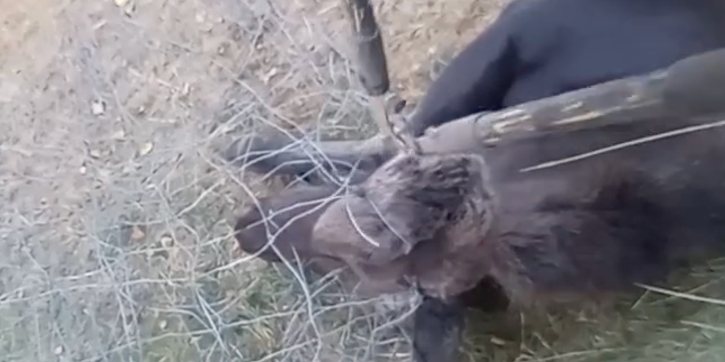 Watch: Idaho deputy races to rescue young moose trapped in wire