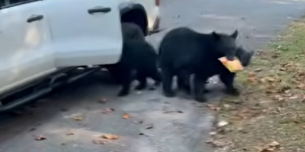 Watch: Bear family raids pickup truck in Tennessee, helping themselves to snacks and beer