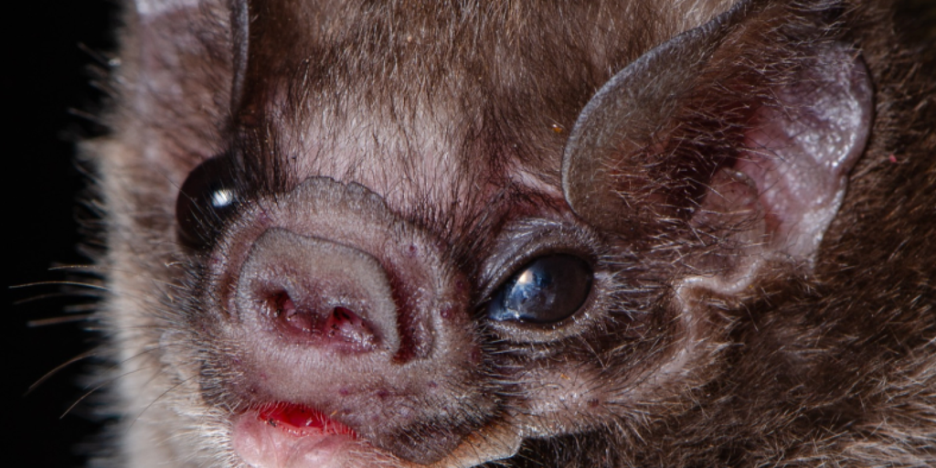 Forget spooky: These bats are competing for the ultimate beauty title this Halloween