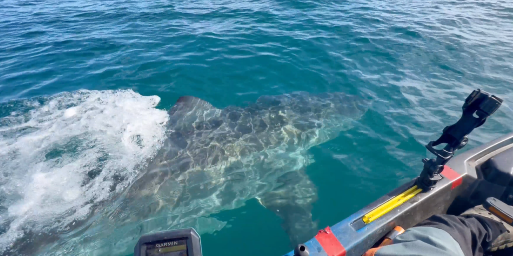 Watch: Great white shark gives kayaker fright of his life while fishing off California coast