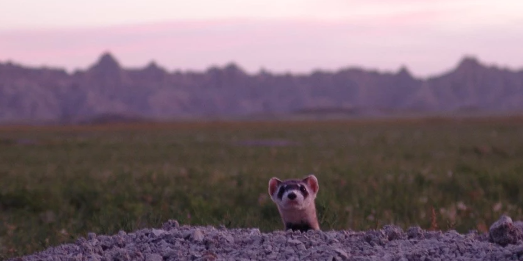 Endangered weasel once thought to be extinct is spotted in Badlands National Park