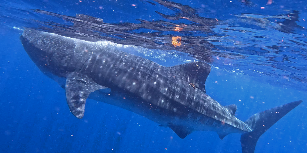 Massive whale shark joins OCEARCH as newest tagged shark off the coast of Mexico