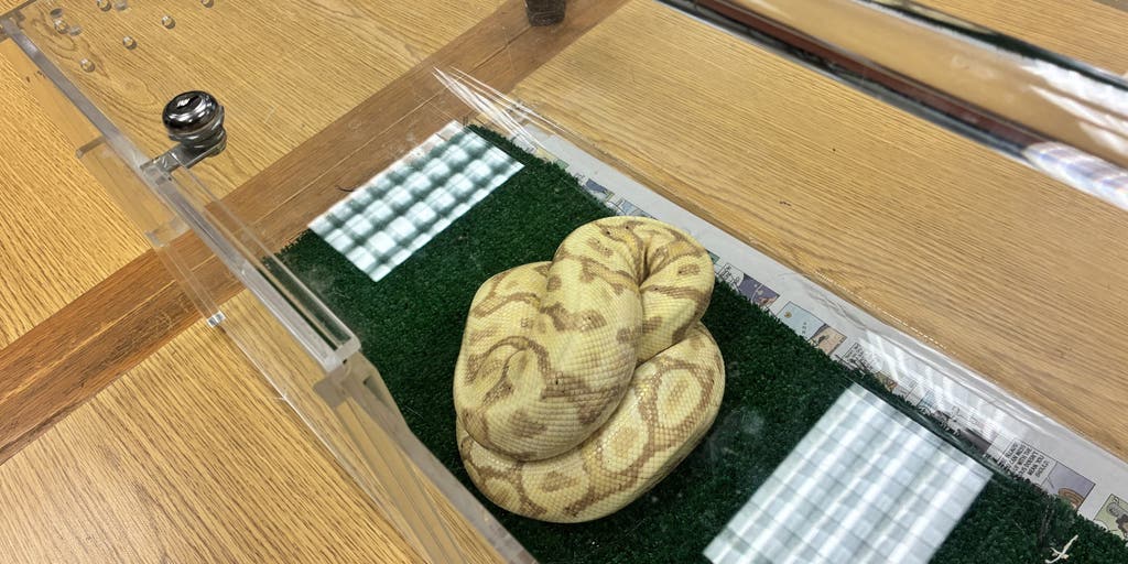 Illegal snake captured in Hawaii, punishable with $200K fine and prison time