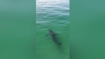 See it: Monster great white shark splashes California surfers as it lurks just feet away