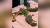 Indiana wildlife rescue performs life-saving surgery on trio of baby squirrels with tails tangled together