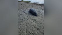 Florida manatee left stranded as extreme low tide reveals hidden danger of king tides