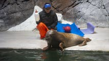 Watch: Orphaned baby walrus rescued in Alaska finds new home over 4,000 miles away in Florida