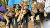 Critically endangered red wolves make interstate journey in race to save species