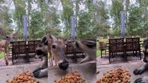 Must Watch: Curious deer learns not to mess with a ‘hangry’ raccoon and its snacks