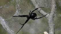 Venomous spiders have a surprising survival secret that has scientists taking notice
