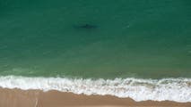 Social media post leads to animal cruelty charges after protected great white shark caught off Cape Cod beach