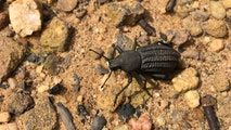 These beetles can sense wildfires and race toward the flames while ticks face a different fate