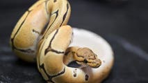 Illegal snake captured in Hawaii, punishable with $200K fine and prison time