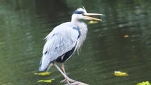 Bird rarely seen in North America makes surprise appearance in popular Maine seaside town