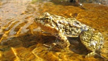 Over 1,000 endangered frogs have been released into California wilderness to help boost self-sustaining life
