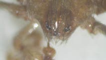 Venomous spiders lurking inside DC government buildings have surprising benefits, expert says