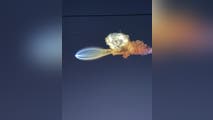 See it: SpaceX Falcon 9 launch dazzles millions along the East Coast as rare 'space jellyfish' illuminates sky