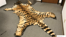 Lion teeth, bear gallbladders and cougar bones: California couple sentenced in wild trafficking case