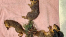 Indiana wildlife rescue performs life-saving surgery on trio of baby squirrels with tails tangled together
