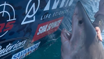 Watch as a great white shark thrashes, lunges at woman after she reaches out to pet the marine apex predator