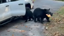 Watch: Bear family raids pickup truck in Tennessee, helping themselves to snacks and beer