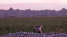 Endangered weasel once thought to be extinct is spotted in Badlands National Park