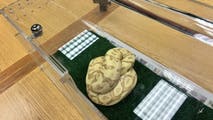 Illegal snake captured in Hawaii, punishable with $200K fine and prison time