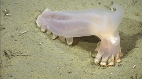 Scientists discover 57 new marine species lurking in the depths of the South Atlantic