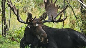 Halloween hazard: Wildlife officials warn spooky season decorations pose a hidden danger