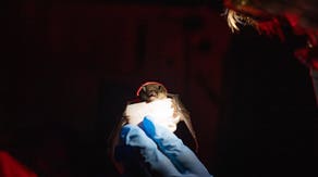 Glacier National Park reports first case ever of deadly bat fungal disease